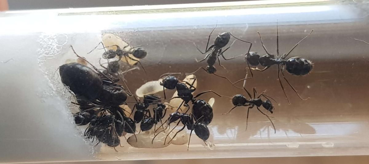 Camponotus aethiops