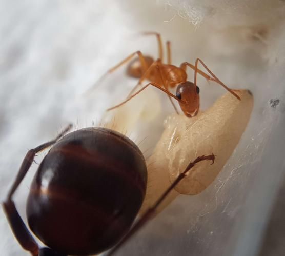 Camponotus US CA 02