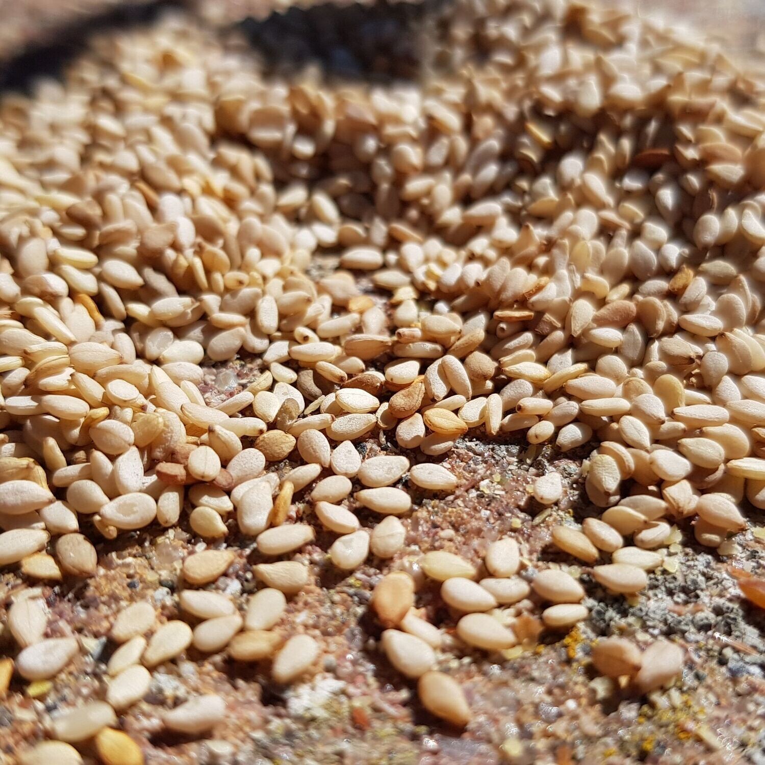 Sesam I Futter für Granivoren I 20 Gramm