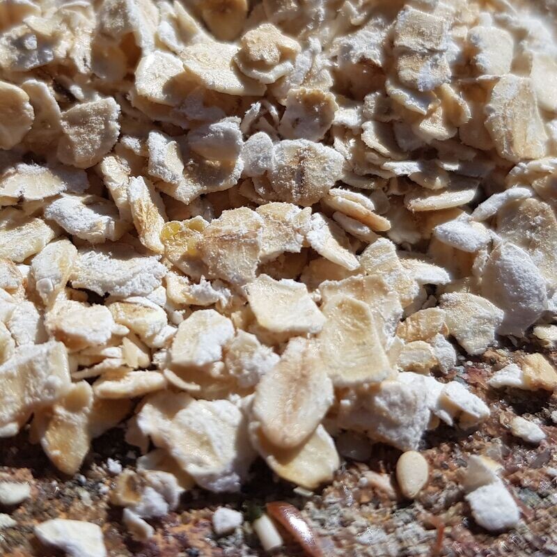 Haferflocken I Futter für Granivoren I 20 Gramm Haferflocken I Futter für Granivoren I 20 Gramm