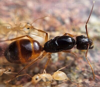 Camponotus species - "black fedtschenkoi"