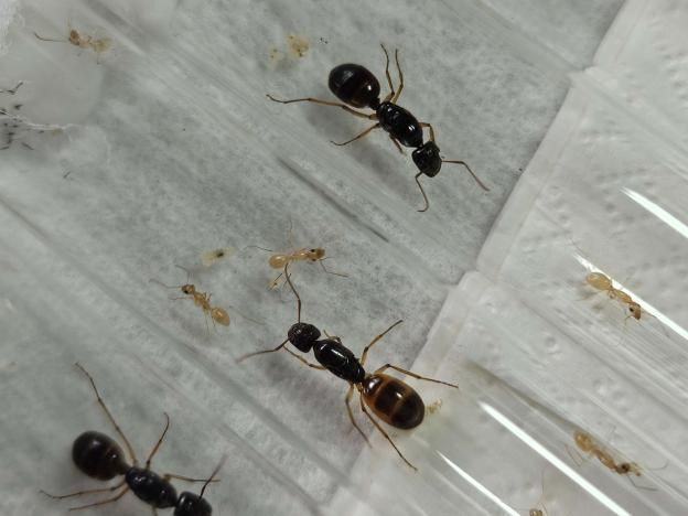 Camponotus species -