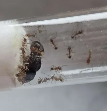 Pheidole sinica