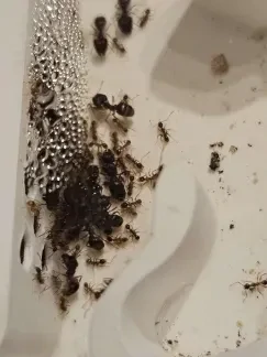 Pheidole nodus