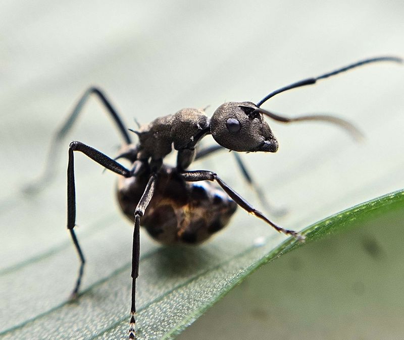 Polyrhachis dives