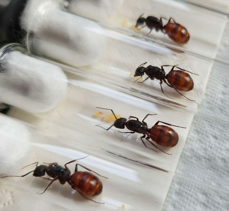 Camponotus US CA 02