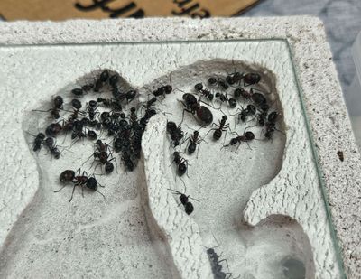 Camponotus multilarius inkl ModernLine Nest 15x10cm