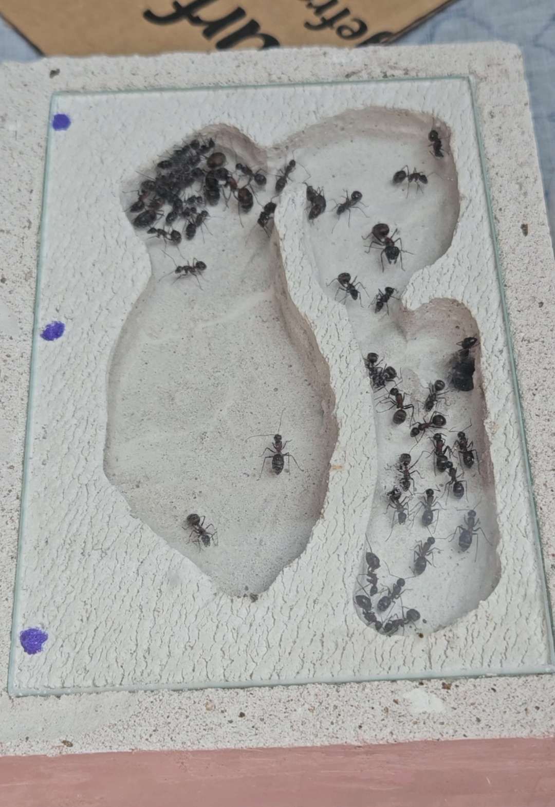 Camponotus mutilarius