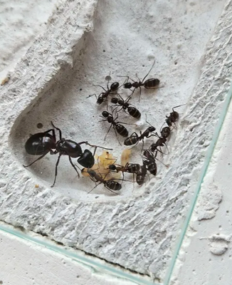 Camponotus ligniperda + ModernLine Nest (S) 15x10 cm