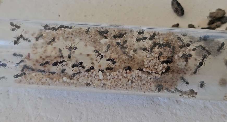 Crematogaster laestrygon