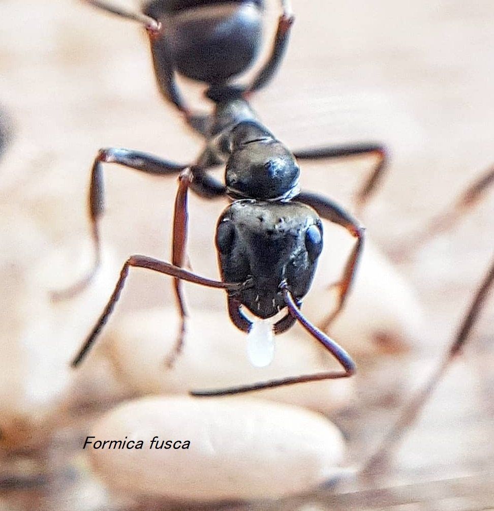 Serviformica fusca
