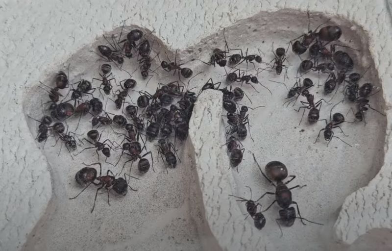 Camponotus mutilarius