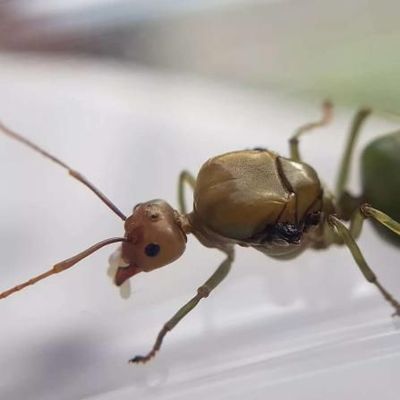 asiatische Artenvielfalt