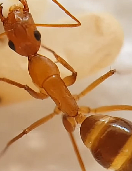 Camponotus pilicornis