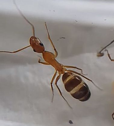 Camponotus pilicornis