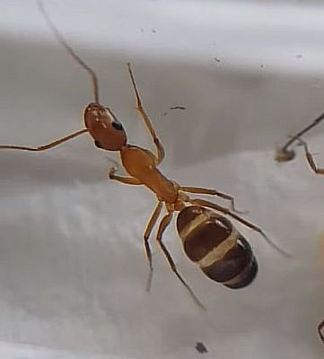 Camponotus pilicornis