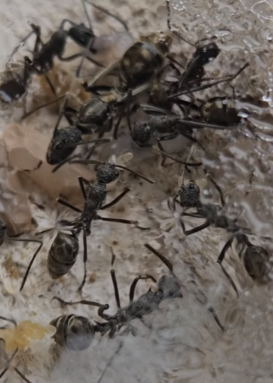 Polyrhachis species - sexspinosa Gruppe