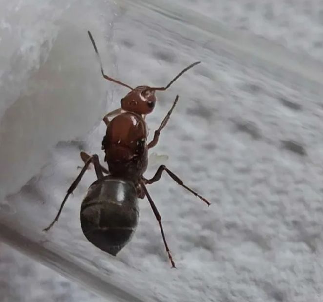 Myrmecocystus mimicus
