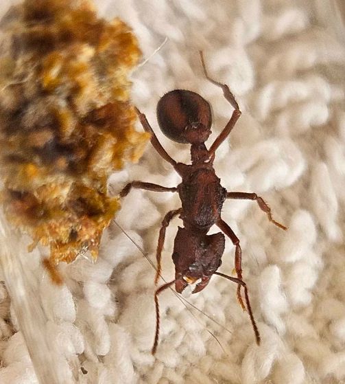 Acromyrmex versicolor