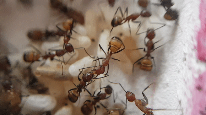 Camponotus nicobarensis
