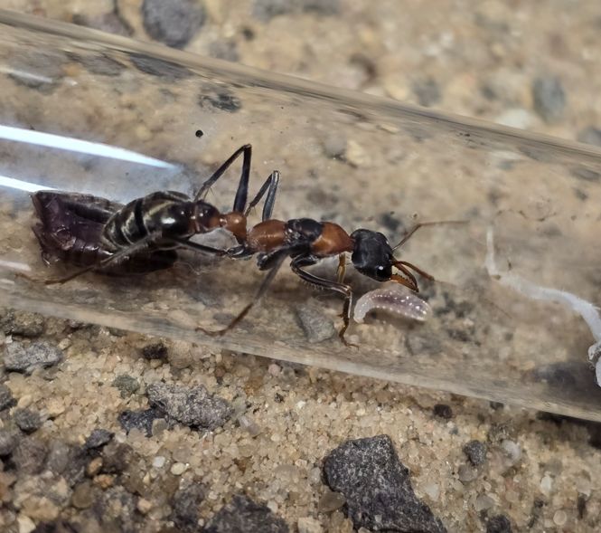 Myrmecia nigrocincta mit div. Larven Myrmecia nigrocincta mit div. Larven