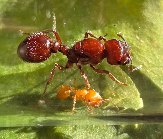 Pogonomyrmex barbatus