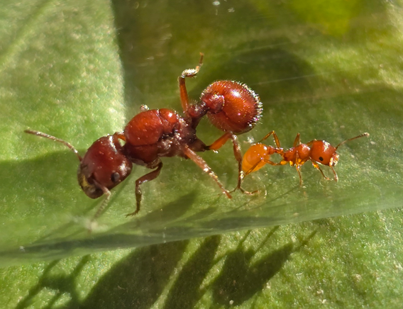 Pogonomyrmex barbatus