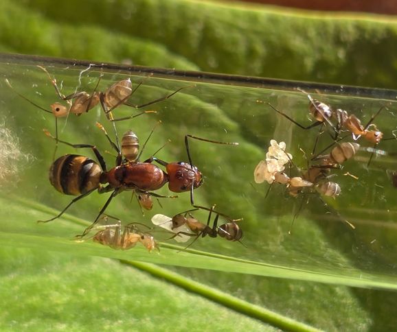 Camponotus habereri Camponotus habereri