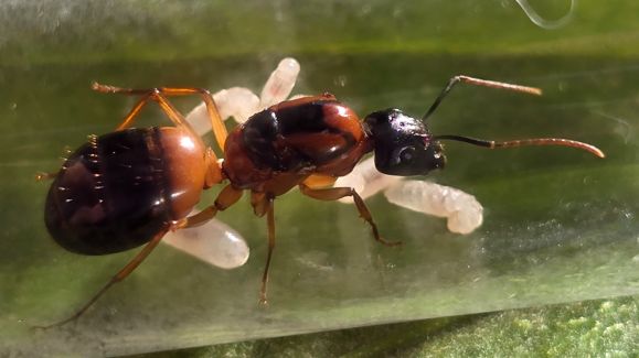 Camponotus consobrinus