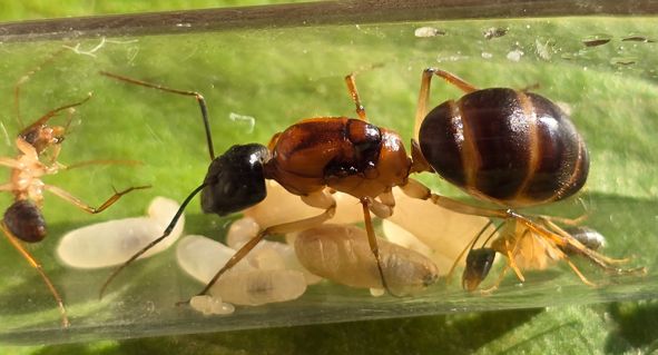 Camponotus nigriceps