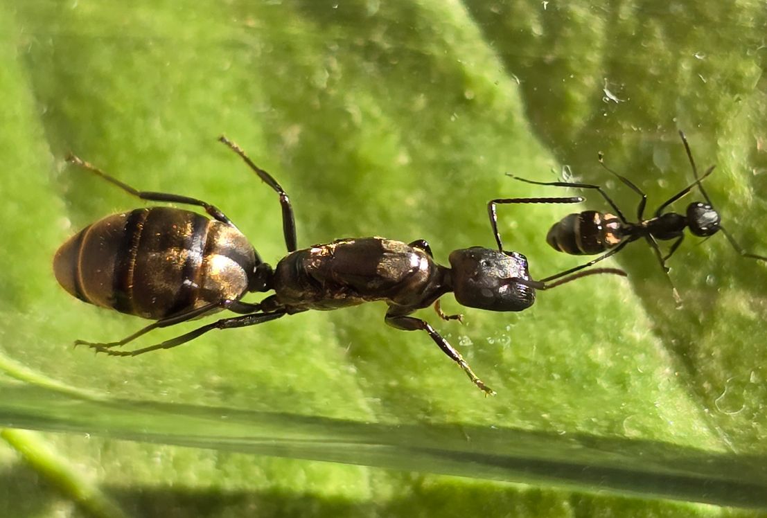 Colobopsis leonardi