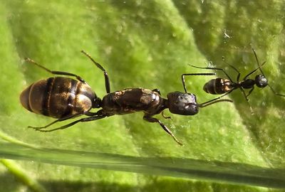 Colobopsis leonardi