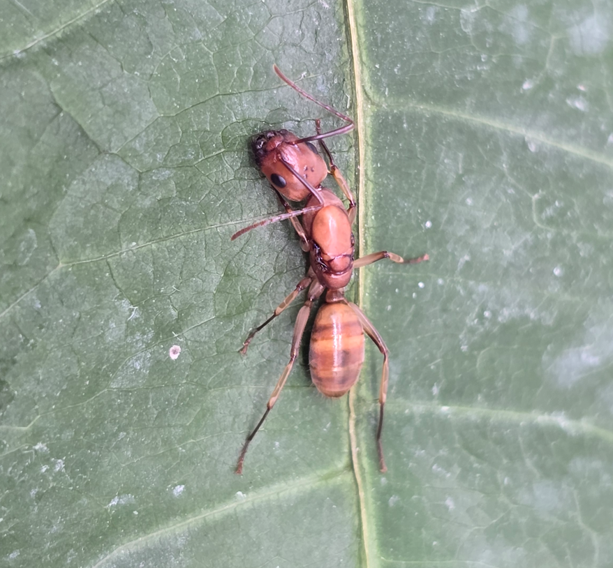 Camponotus lianghuang