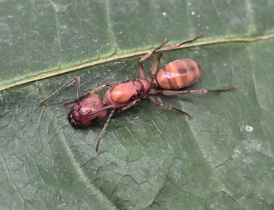 Camponotus lianghuang