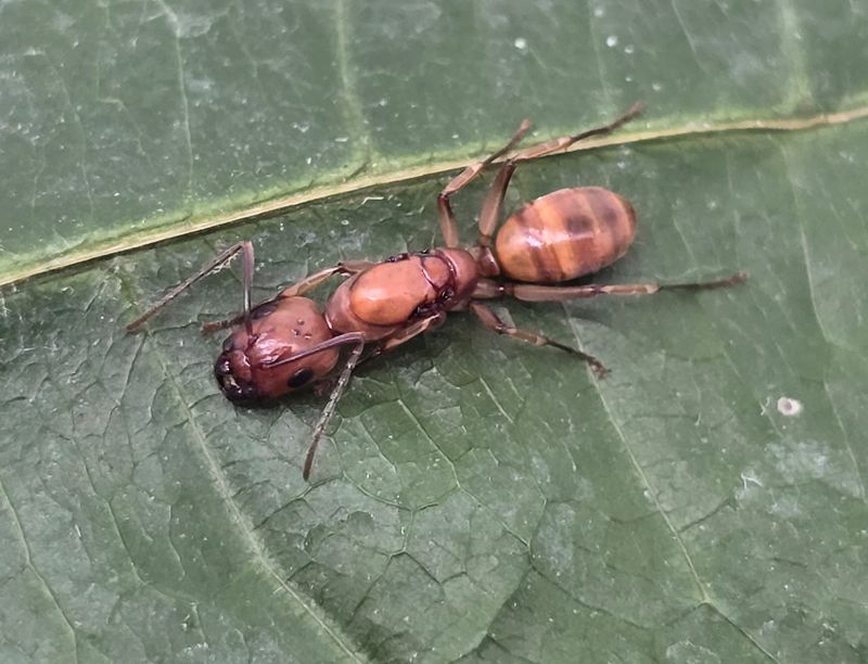 Camponotus lianghuang