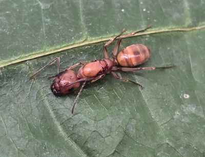 Camponotus lianghuang