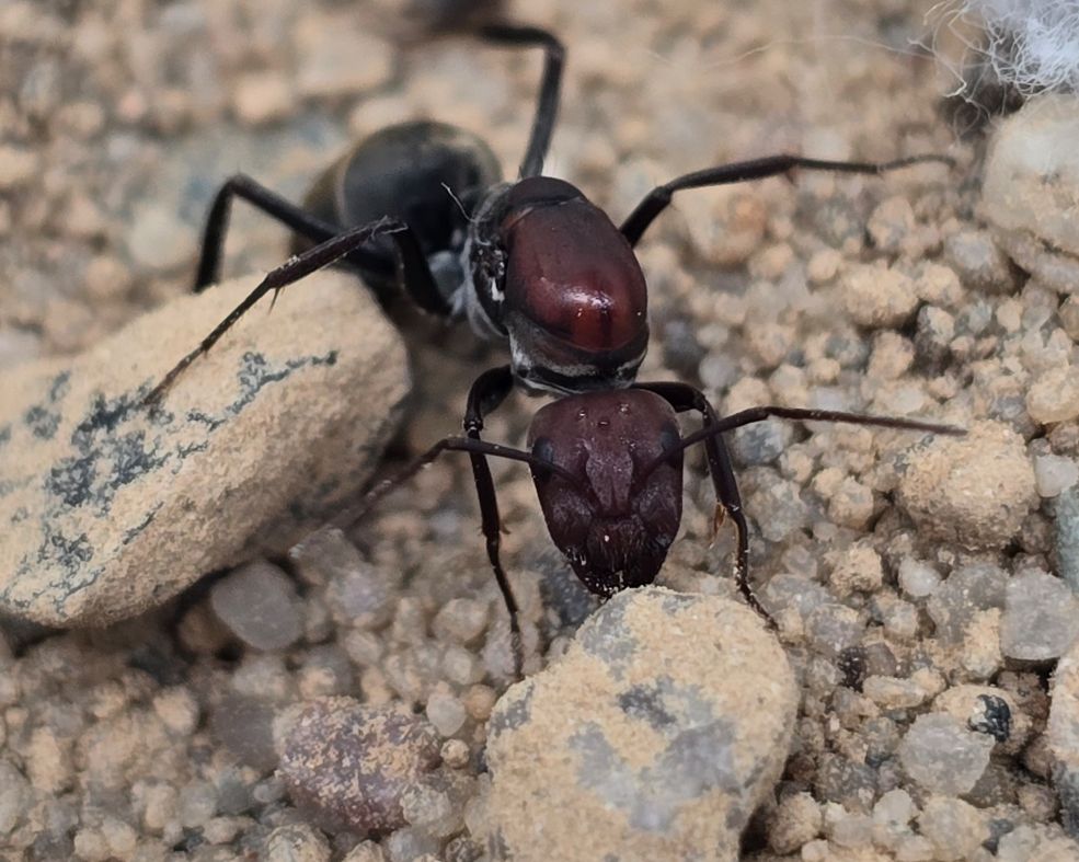 Camponotus vestitus