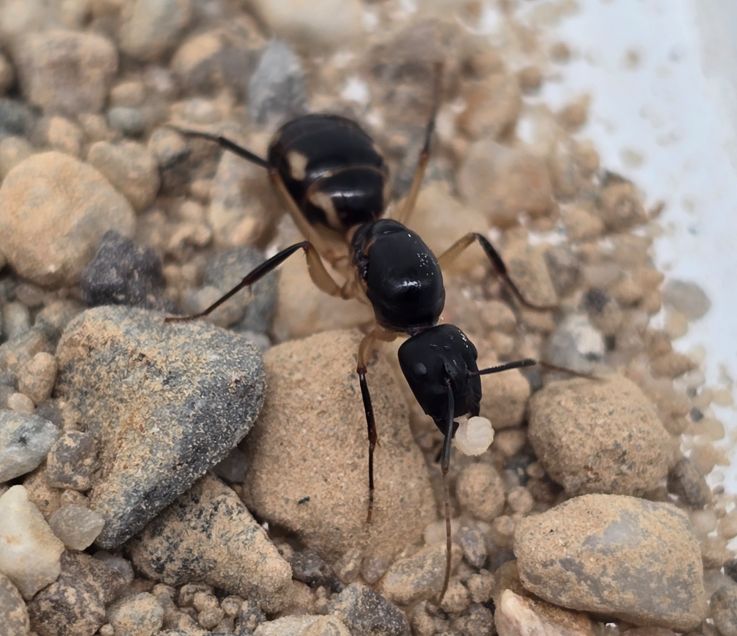 Camponotus maculatus (Afrika)