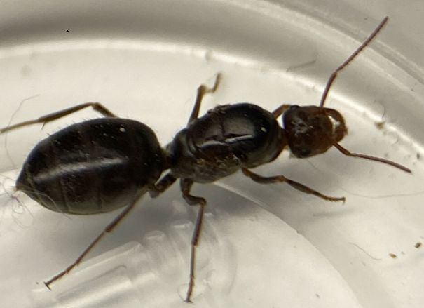 Myrmecocystus flaviceps