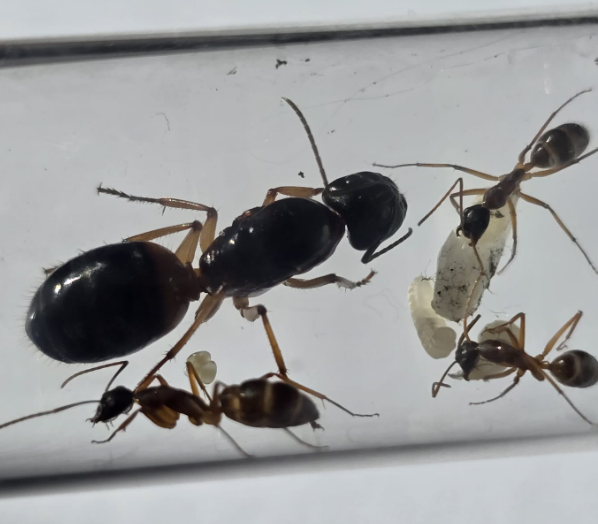 Camponotus spec-02 (Aus) cf. consobrinus