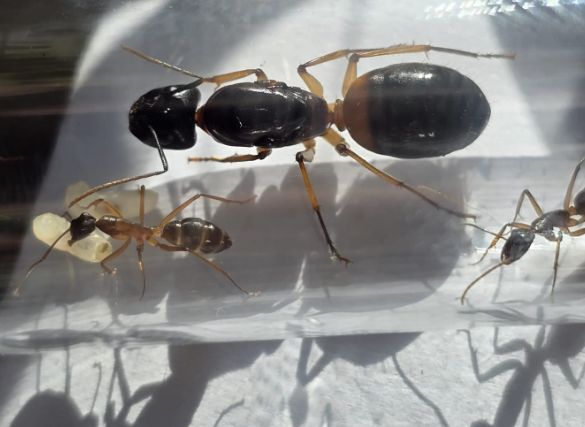 Camponotus spec-02 (Aus) cf. consobrinus