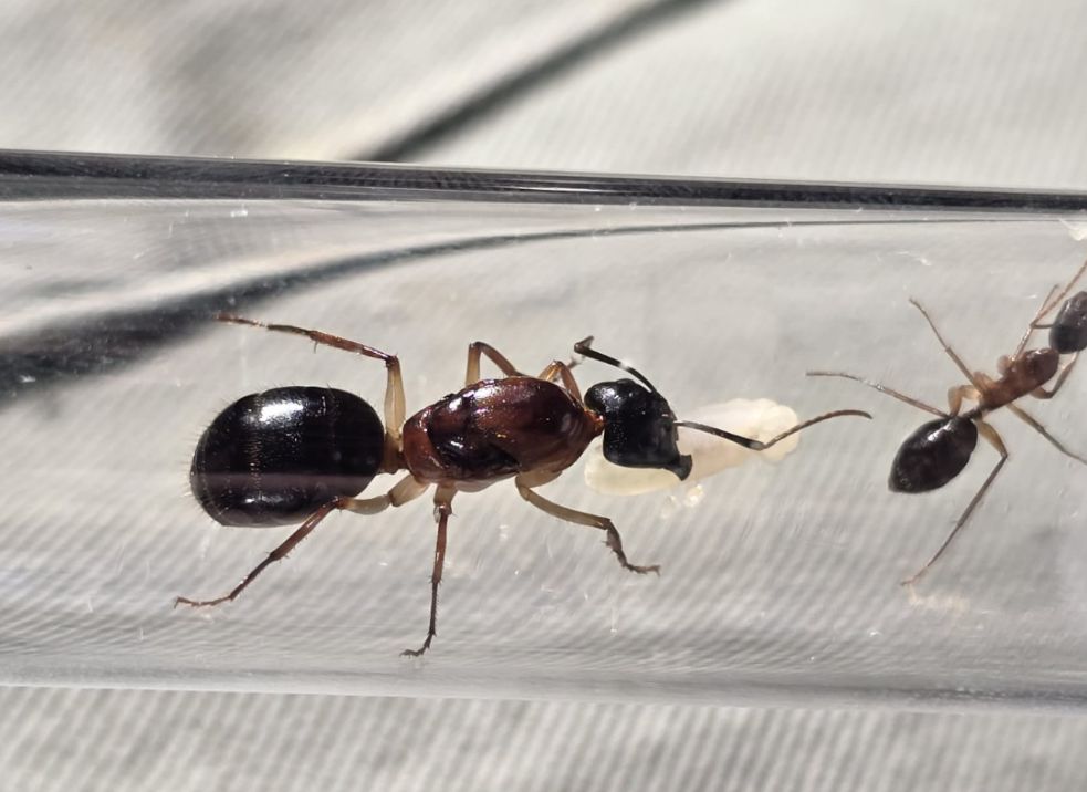 Camponotus spec-01 (Aus) cf. nigriceps