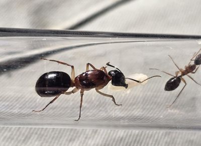 Camponotus spec-01 (Aus) cf. nigriceps