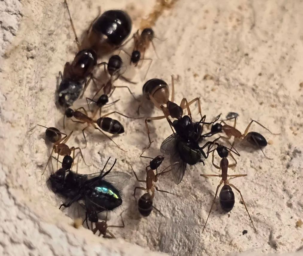 Camponotus consobrinus
