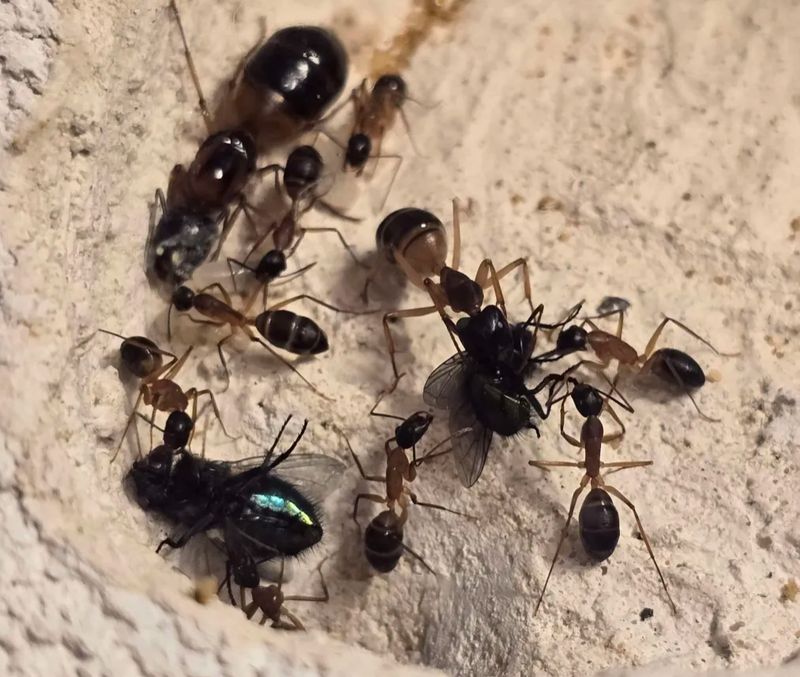 Camponotus consobrinus