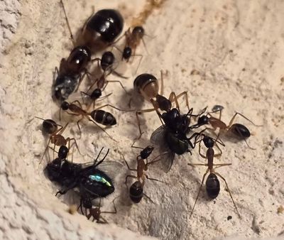 Camponotus consobrinus