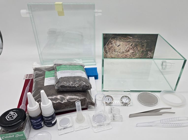 Antcube - Starter Set L - Wald