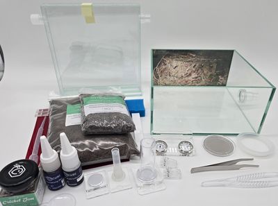 Antcube - Starter Set L - Wald