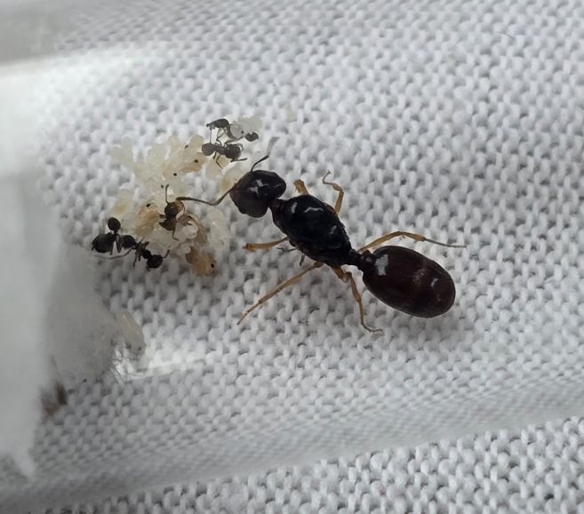 Pheidole barbata