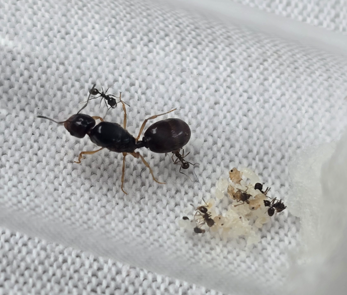 Pheidole barbata